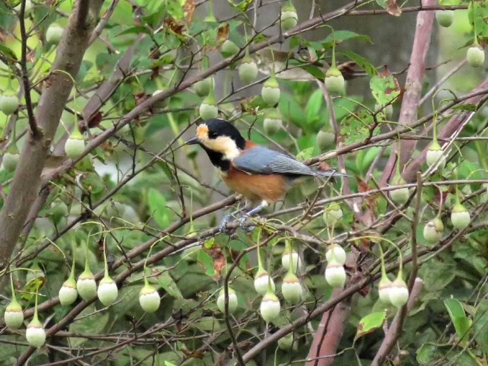 エゴノキの実とヤマガラ お知らせ 瀬戸内海国立公園 五色台ビジターセンター