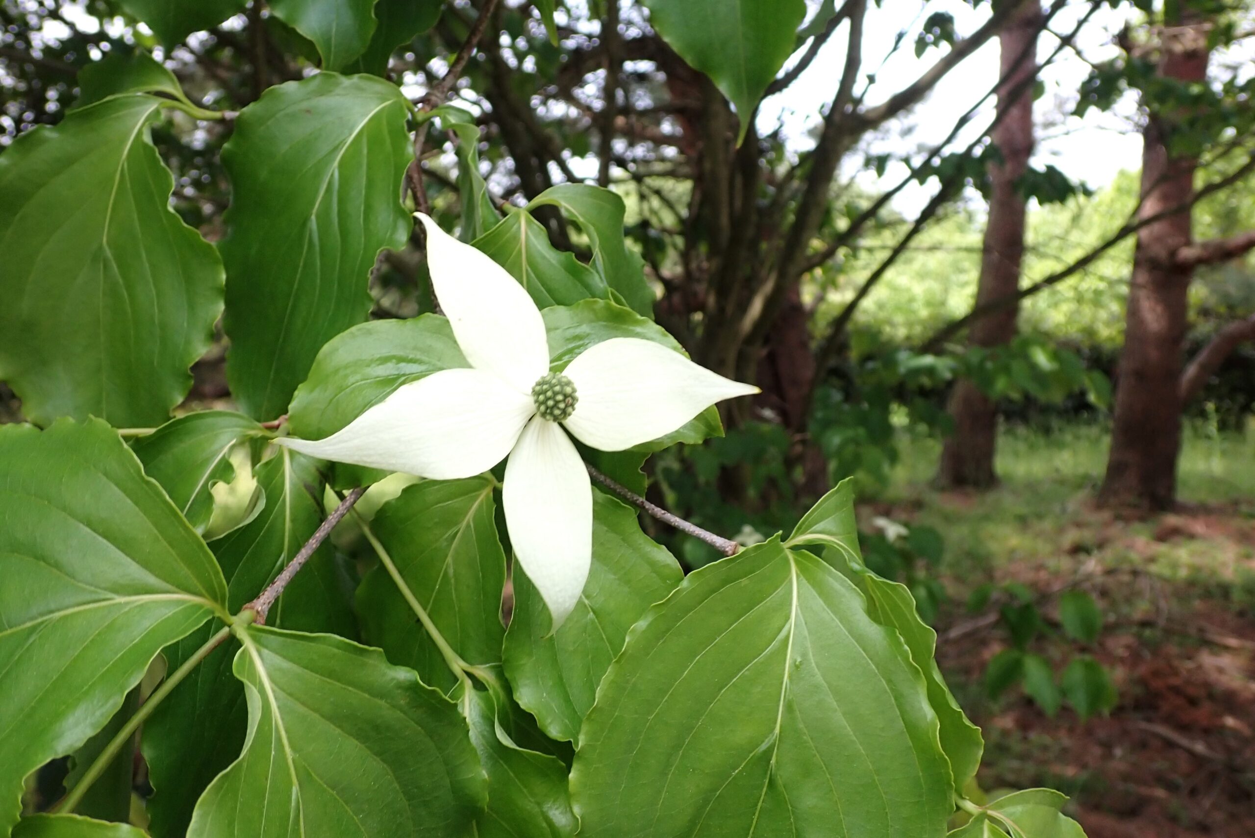 ヤマボウシの白い花（？） | お知らせ | 瀬戸内海国立公園 五色台 